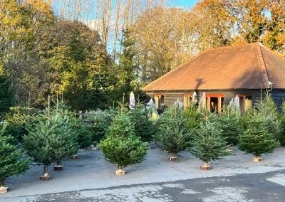 Christmas trees for sale at Cackle Hill Lakes Christmas Shop, Biddenden, Kent.