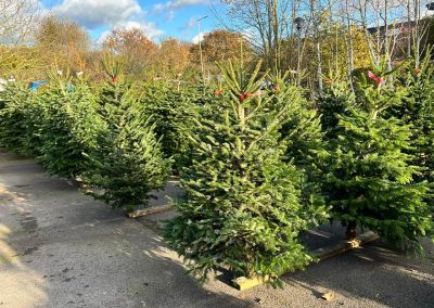 Christmas trees for sale at Cackle Hill Lakes Christmas Shop, Biddenden, Kent.