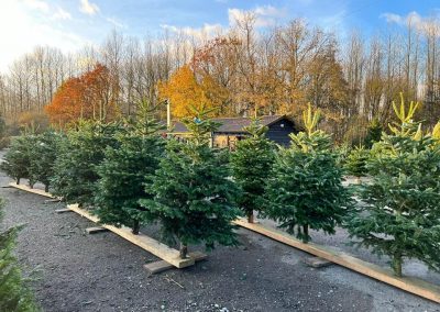 Christmas trees for sale at Cackle Hill Lakes Christmas Shop, Biddenden, Kent.